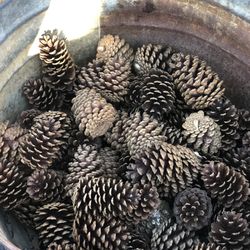 Large Bunch Of Pine cones ! All For 20