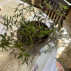 Planta