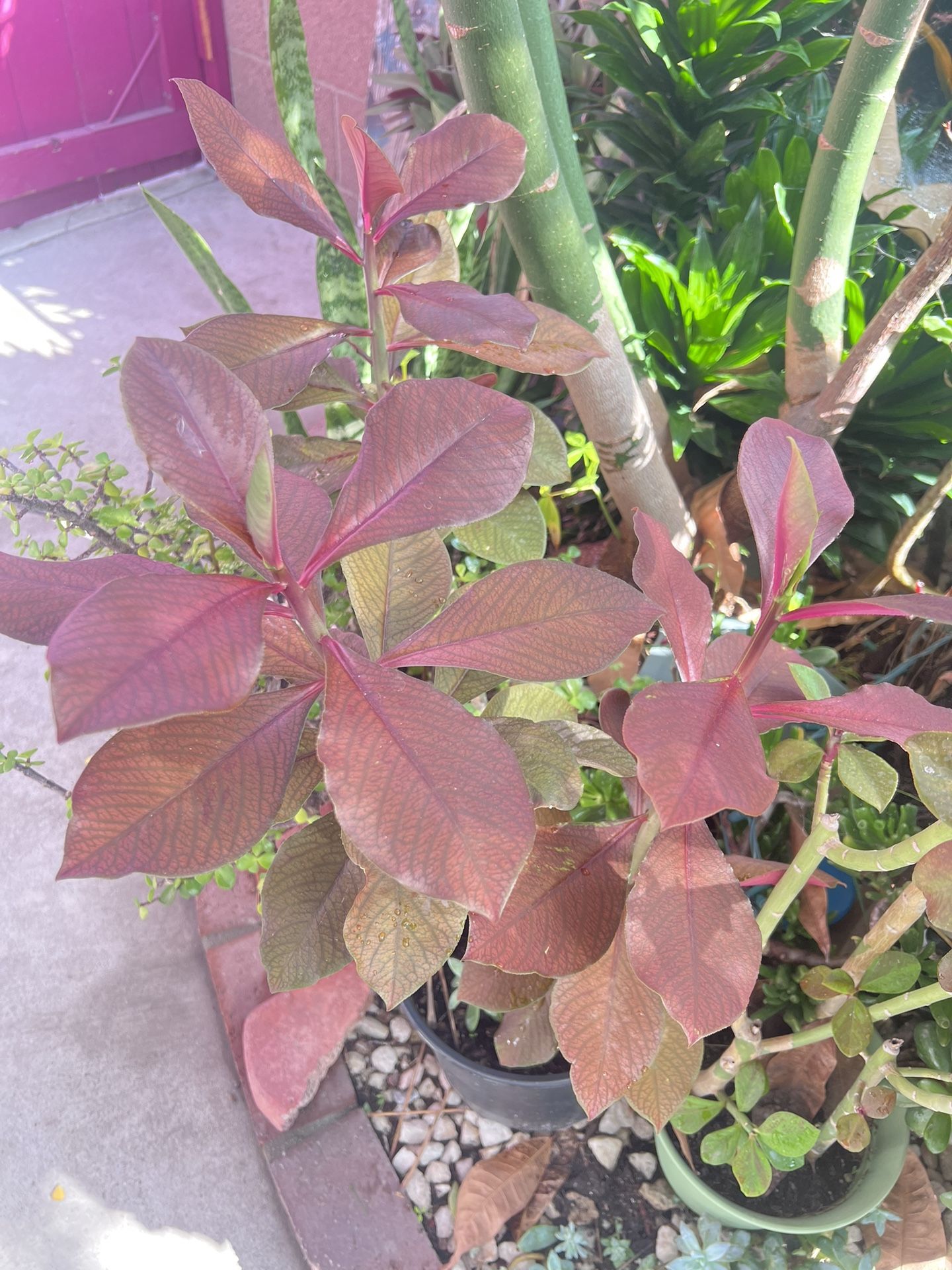 32” Tall African Milk Bush