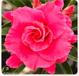 6” bonsai desert rose ( big stump)