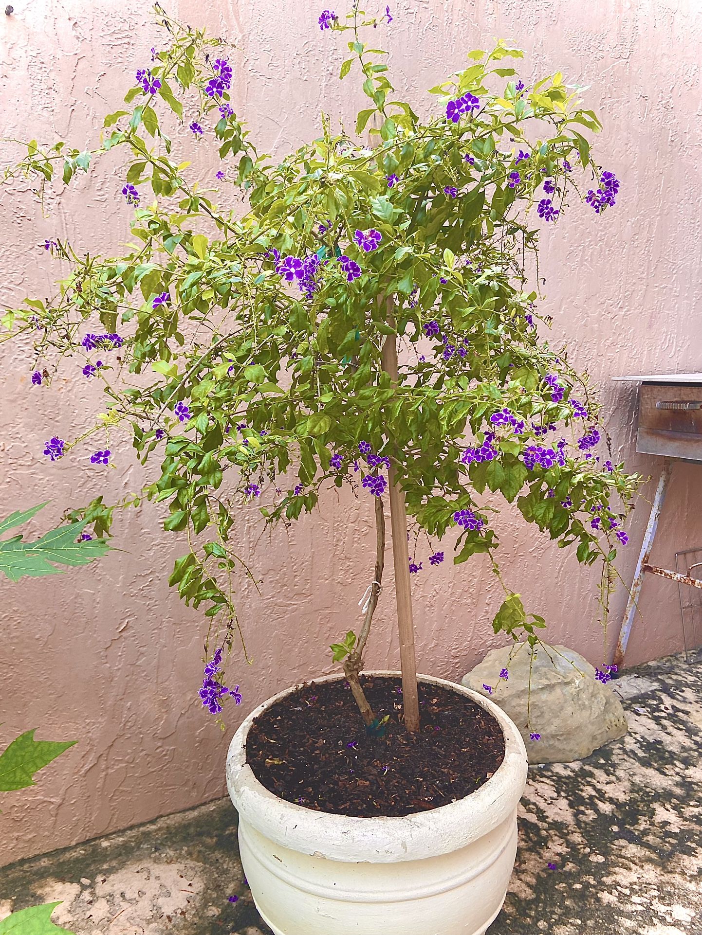 Flowering Plant