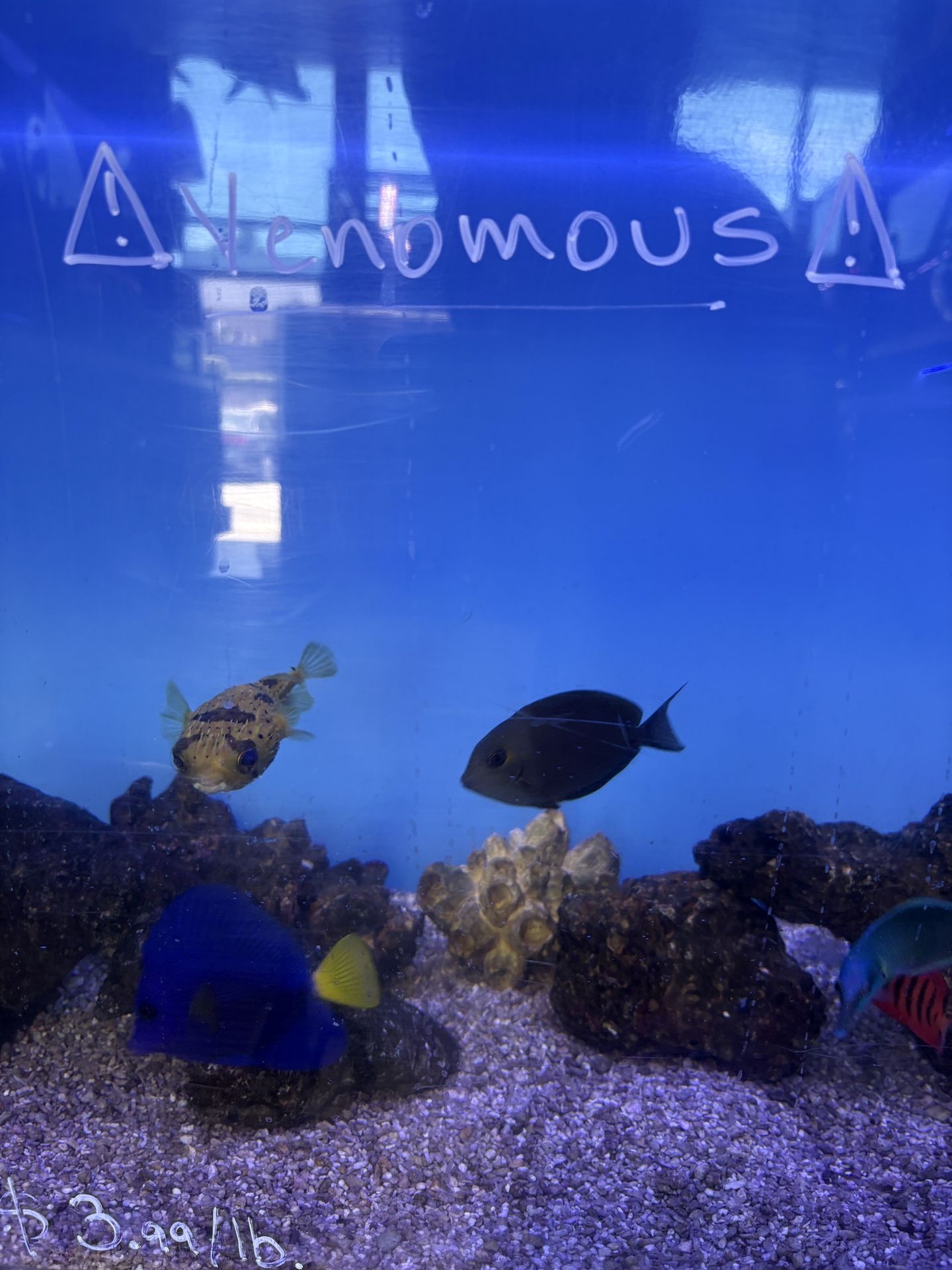Fish Tank