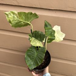 6” Variegated Alocasia Odora