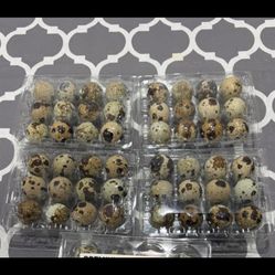 Quail Eggs
