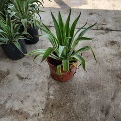 Agave Desmettianna 3gallon 