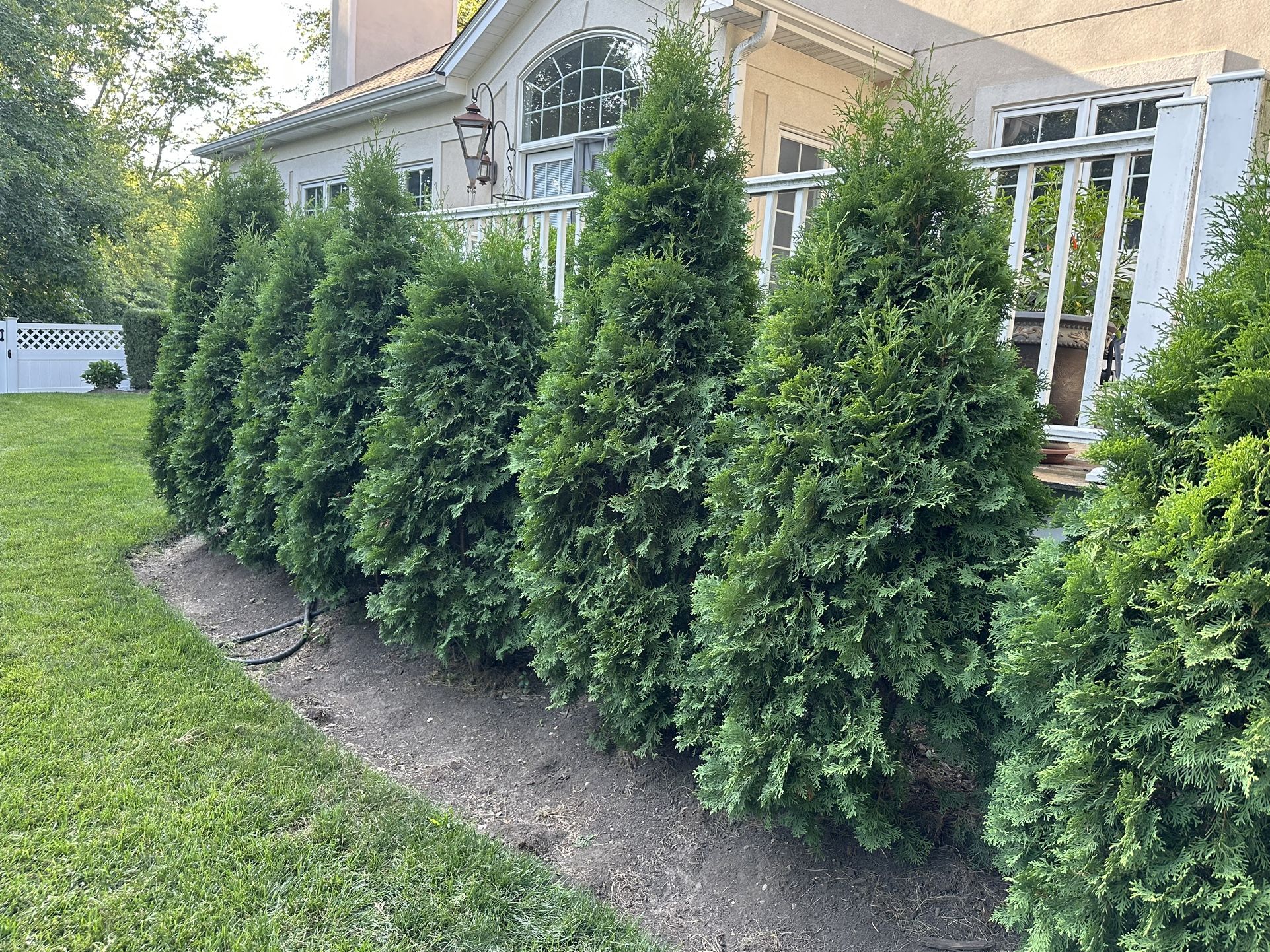Thuja Arborvitae Brandon Evergreen Trees