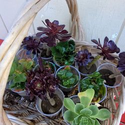 Succulent Starters- Drought Resistant
