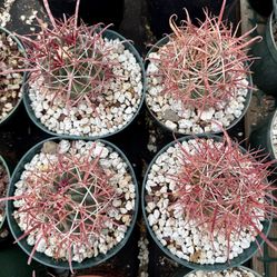 Ferocactus chrysacanthus with red spines