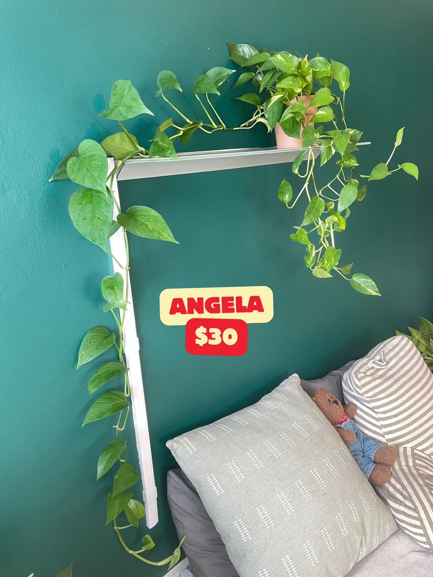 Lots of Pothos! 💚