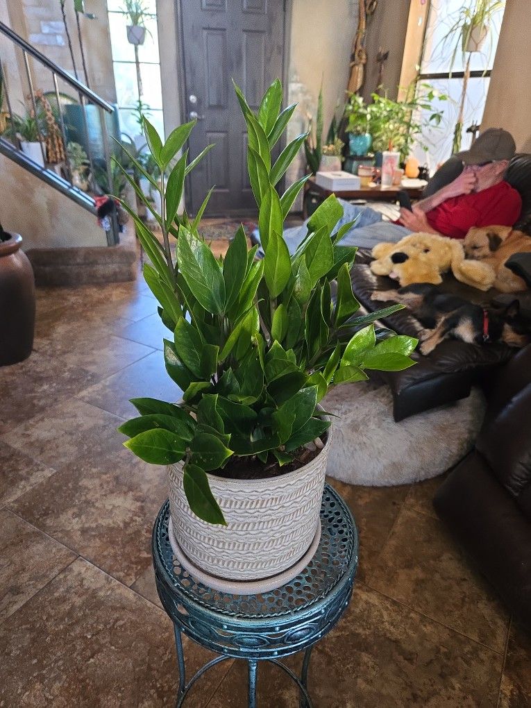 ZZ Plant In New 8in Ceramic Pot With Polished Stones 