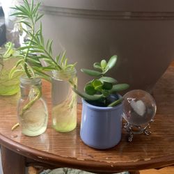 Succulent Propagations!