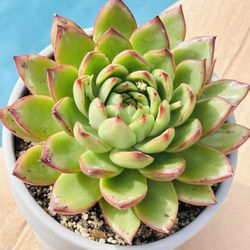 Korean Succulents With Grey Ceramic Pot 