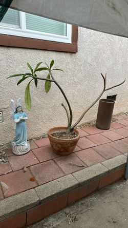 Plumeria