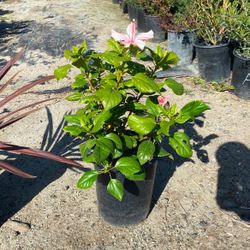 plants Hi biscuits