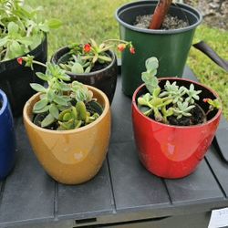Succulent Plants