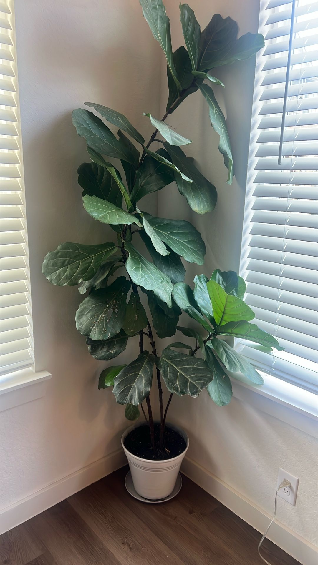 Fiddle Plant For Sale 7 Ft