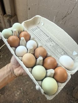 Organic Eggs