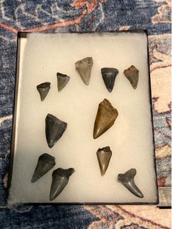 Case of fossil shark teeth- mako and great white