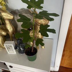 Fig Tree 🌲 Plant 
