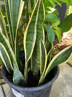 Snake Plant