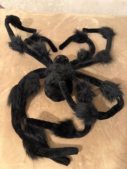 Big spider