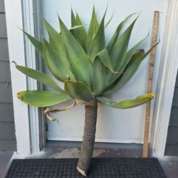 Large 3' tall foxtail agave