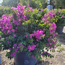 BOUNGAVILLA 25 GALLONS 