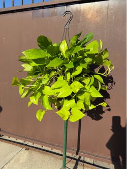 8” huge Neon pothos