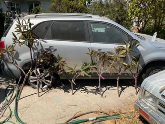 Hilo plumeria cuttings. 6 different size cuttings. From $30-$60. Will go quick