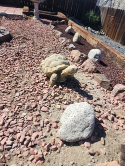 Tortoise garden decorative