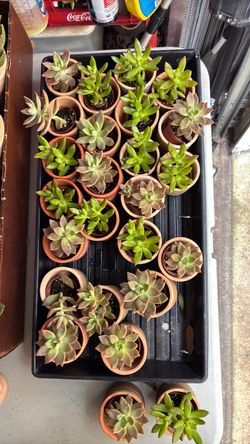 Succulents 2”