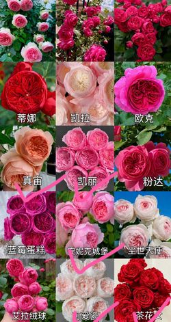 All Sorts of Plants Roses Flowers