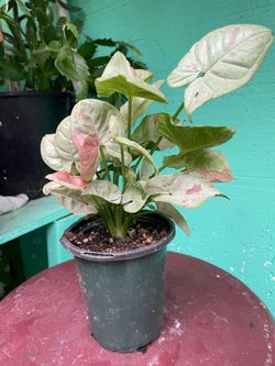 Syngonium