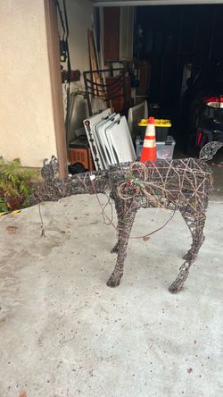 Reindeer