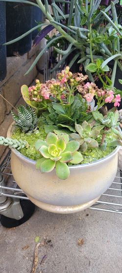 Glazed Silver/white/goldtone Bowl Of Succulents