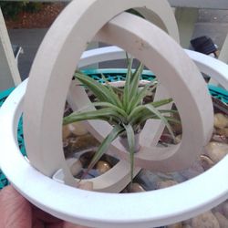Air plants