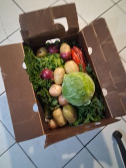 Fresh vegetables today