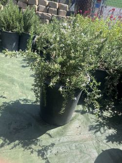 Rosemary Prostratus