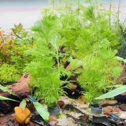 Aquarium Plant- Hornwort 