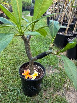 2 Color Plumeria with graft.  Plant is Celadine and Nebels Rainbow graft.