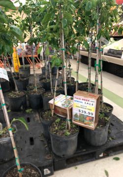 Fuyu presimmon fruit trees