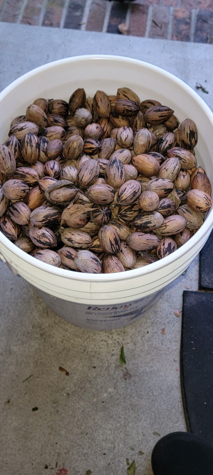 Pecans