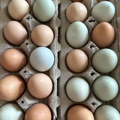 Organic Farm Eggs $5 Doz. 