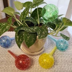 Set of 5 New Self- Watering Globes 
