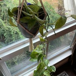 Pathos - Indoor Plant $10.00