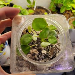 $7 Mini Chinese Money Tree In Square Plastic Container