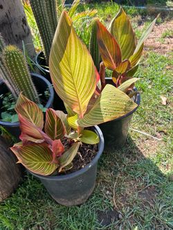 Canna Lily