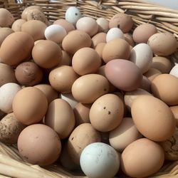 FRESH CHICKEN EGGS
