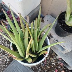 Aloe Vera Plants