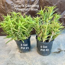 Two Healthy ciliaris-Climbing Aloe Plants for Both